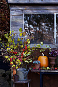 Herbstliche Gartendeko mit Kürbis und Sukkulenten vor Fenster