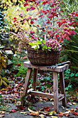 Autumnally decorated garden scenario with basket on wooden stool