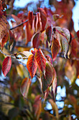 Autumn leaves of cherry trees in the sunlight