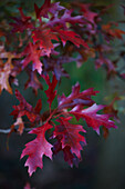 Red autumn leaves