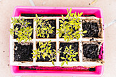 Colorful plastic container with various green planted seeding growing in fertile soil