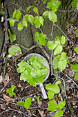 Beech leaves in a wooden bowl next to a beech log in the forest