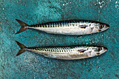 Two mackerel on a turquoise-green surface