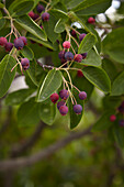 Rock pear berries on bush
