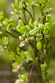 Blueberry bush with blossoms and unripe berries