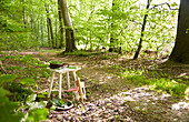 Stool with collecting utensils in a beech forest
