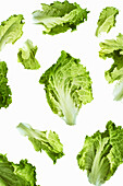 Lettuce leaves on a white surface