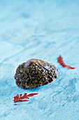 A raw limpet on a blue surface
