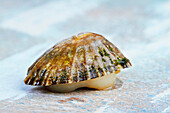 limpet shellfish raw