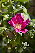 Flowers of potato rose (Rosa rugosa)