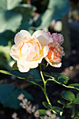 Roses in the garden in daylight