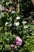 Coneflower and peony in the summer garden bed