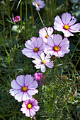 Cosmos in the summer garden