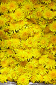 A bunch of dandelion flowers (full picture)