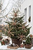Nordmann fir tree, decorated with a DIY star made from pruning silvergrass