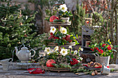 Weihnachtlich geschmückte Etagere mit Christrose, Skimmie, Hedera, Granatapfel, Koniferenzweige und Tannenzweigen