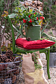 Skimmia in watering can on wooden chair with red cushion