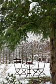 Sitzplatz unter Hemlocktanne (Tsuga) im verschneiten Garten