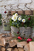 Weihnachtlich dekorierter Korb mit Christrosen (Helleborus) Tannenzweigen (Abies), Hemlocktanne (Tsuga) und Christbaumschmuck