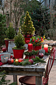Weihnachtsdekoration mit Skimmie (Skimmia), Zuckerhutfichte 'Conica' (Picea glauca), Kerzen und Äpfeln