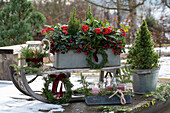Weihnachtlich dekorierter Schlitten mit Niederen Scheinbeeren (Gaultheria procumbens), Skimmie (Skimmia) und Zuckerhutfichte 'Conica' (Picea Glauca)