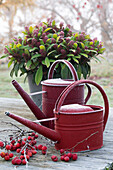 Red watering cans and skimmias (skimmia)