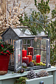 Minigewächshaus mit brennenden Kerzen, daneben Scheinbeeren (Gaultheria) im roten Eimer