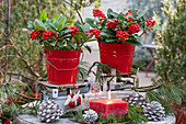 Skimmia in red buckets on vintage kitchen scales as a Christmas decoration