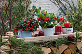 Weihnachtsdekoration mit Skimmie (Skimmia) und Scheinbeere (Gaultheria procumbens)
