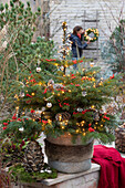 Small Nordmann fir tree (Abies nordmanniana) in a pot, decorated with fairy lights and holly berries (Ilex verticillata) on the terrace