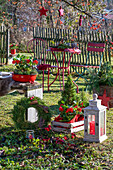 Weihnachtlich dekorierter Sitzplatz mit Laterne, Zuckerhutfichte (Picea glauca), Kranz und Skimmie (Skimmia)  im Garten