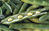 Broad beans, several bean pods, one open (full picture)