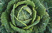 A head of savoy cabbage (full picture)