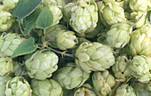 Hops cones (fills the picture)