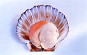 Scallop in an open shell