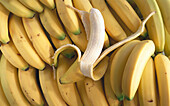 Many bananas, one partly peeled (full picture)