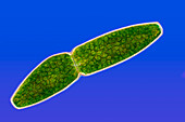 Pleurotaenium truncatum algae, light micrograph