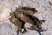Three-toed dinosaur track filled with rain water