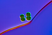 Cosmarium amoenum algae, light micrograph
