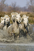 Camargue horses through water