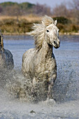 Camargue horse galloping in water