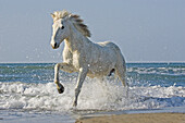 Camargue horse galloping on a beach