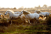 Herd of Camargue horses galloping