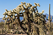 Jumping cholla cactus