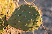 Engelmann's prickly pear