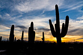 Silhouette of Saguaro cactus