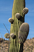 New arms budding out on a Saguaro cactus