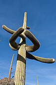 Curved arms on a Saguaro cactus