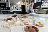 Environmental fungi and bacteria growing in petri dishes