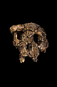 Sahelanthropus tchadensis skull